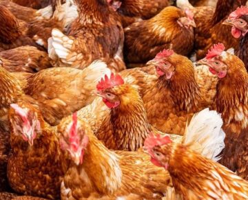 Rozporządzenie nr 6/2025 Powiatowego Lekarza Weterynarii w Działdowie z dnia 24 października 2025 r. w sprawie zwalczania rzekomego pomoru drobiu (ND)