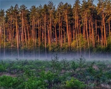 Wykonanie Wielkoobszarowej Inwentaryzacji Stanu Lasu w kraju w latach 2025-2029