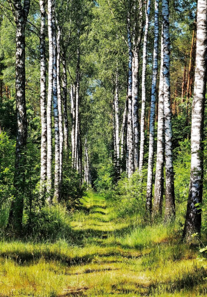 Uwaga! Zakazy wstępu do lasów na terenach Nadleśnictwa Dwukoły i Nadleśnictwa Lidzbark!