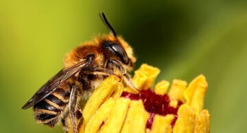Zaproszenie do udziału w konkursie „Sadzenie drzew i krzewów miododajnych …”.
