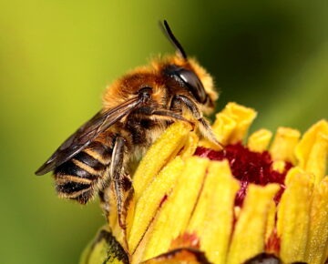 Zaproszenie do udziału w konkursie „Sadzenie drzew i krzewów miododajnych …”.