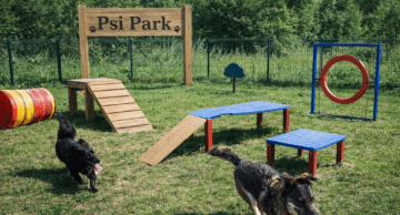 „Psi Park” w Działdowie zaprasza pieski do zabawy!