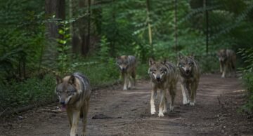 Uwaga! Pojawiły się wilki!