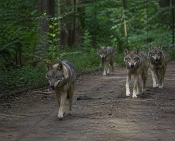 Uwaga! Pojawiły się wilki!